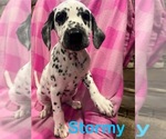 Puppy Stormy Dalmatian