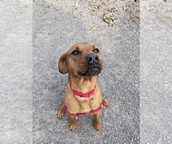 Medium Photo #2 Mutt Puppy For Sale in Elmsford, NY, USA