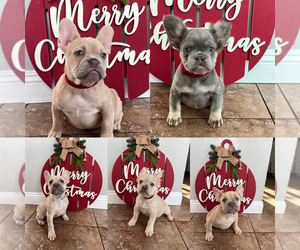 French Bulldog Litter for sale in BEAUMONT, CA, USA