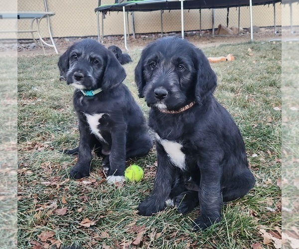 Medium Photo #2 Labradoodle Puppy For Sale in MONTROSE, CO, USA