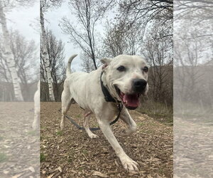 Mutt Dogs for adoption in Salt Lake City, UT, USA