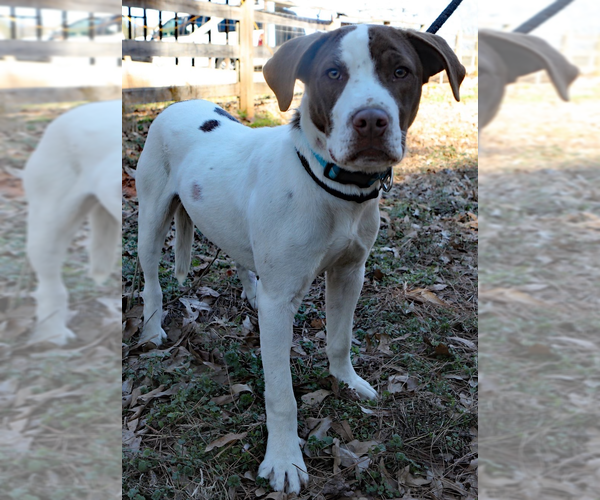 Medium Photo #4 Pointer-Unknown Mix Puppy For Sale in Decatur, GA, USA