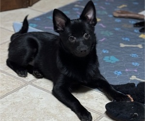 Pomimo Puppy for sale in SYRACUSE, NY, USA