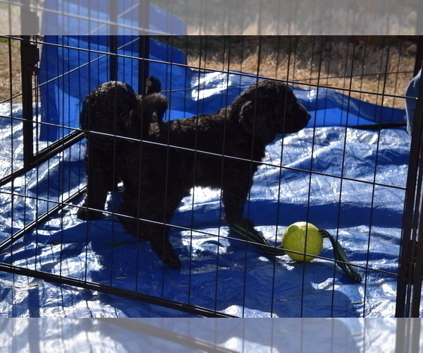 Medium Photo #9 Goldendoodle Puppy For Sale in SPIRO, OK, USA
