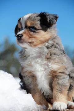 Medium Photo #1 Miniature Australian Shepherd Puppy For Sale in AVONDALE, AZ, USA