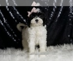 Small #1 Cavapoo