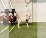 Small #1 Mutt