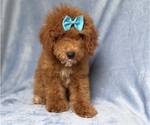 Small #4 Cockapoo (Miniature)