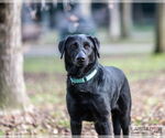 Small #1 Labrador Retriever