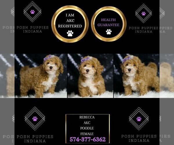 Medium Photo #2 Poodle (Toy) Puppy For Sale in WARSAW, IN, USA
