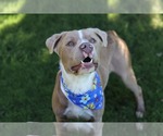 Small #1 American Pit Bull Terrier-Australian Shepherd Mix