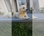 Small Photo #10 Golden Retriever Puppy For Sale in ELVERTA, CA, USA