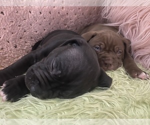 American Pit Bull Terrier Litter for sale in LEES SUMMIT, MO, USA