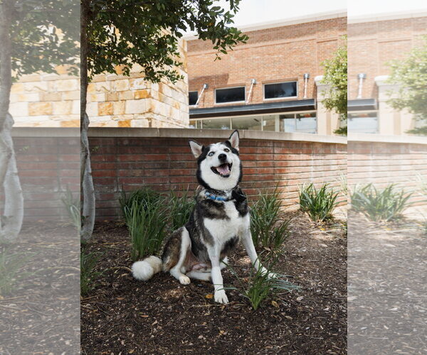 Medium Photo #3 Siberian Husky Puppy For Sale in Carrollton, TX, USA
