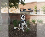 Small #2 Siberian Husky