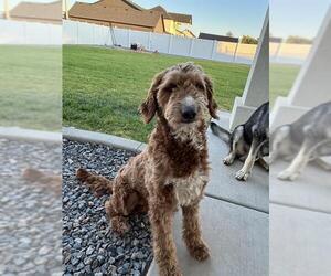 Poodle (Standard)-Unknown Mix Dogs for adoption in Ogden, UT, USA