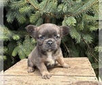 Small #3 French Bulldog