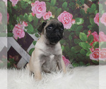 Small Photo #2 Pug Puppy For Sale in WARSAW, IN, USA