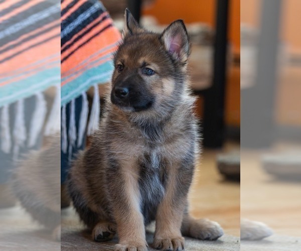 Medium Photo #5 Native American Indian Dog Puppy For Sale in WEST STOCKBRIDGE, MA, USA