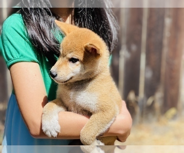 Medium Photo #2 Shiba Inu Puppy For Sale in FREMONT, CA, USA