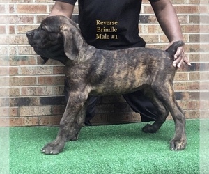 Cane Corso Puppy for sale in JACKSON, MS, USA