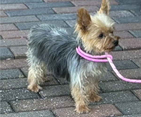 Medium Photo #9 Yorkshire Terrier Puppy For Sale in MANSFIELD, MO, USA