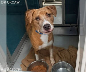 Catahoula Leopard Dog-Unknown Mix Dogs for adoption in Oklahoma City, OK, USA