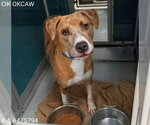 Small Catahoula Leopard Dog Mix