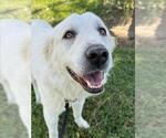 Small Great Pyrenees