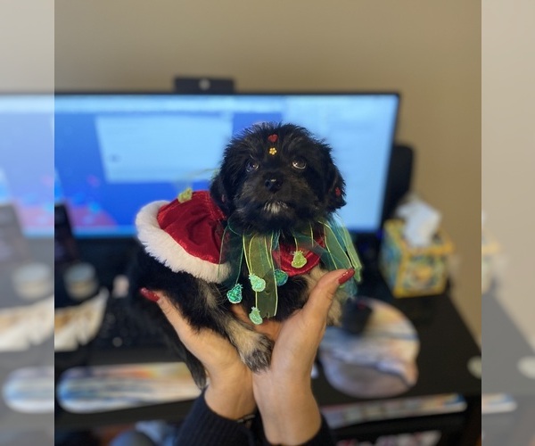 Medium Photo #1 Shorkie Tzu-Yorkshire Terrier Mix Puppy For Sale in ZEPHYRHILLS, FL, USA