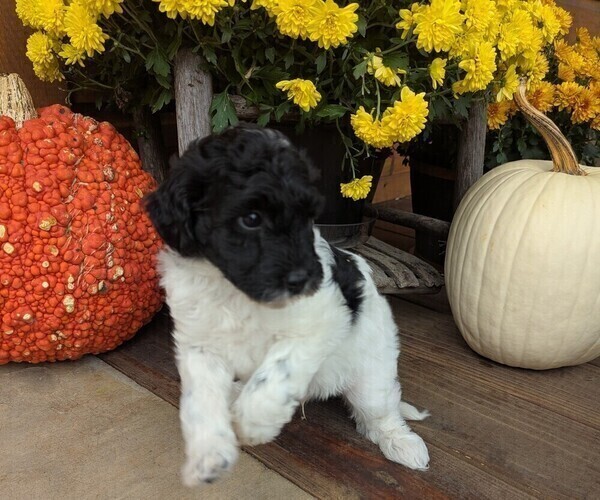 Medium Photo #14 Doodle-Poodle (Miniature) Mix Puppy For Sale in MORGANTON, NC, USA