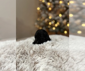 Medium Labrador Retriever