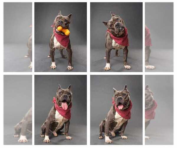 Medium Photo #4 Mutt Puppy For Sale in Hillsboro, NH, USA