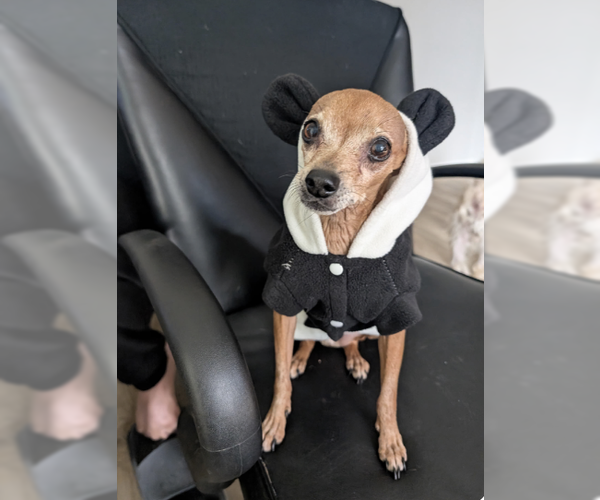 Medium Photo #2 Chihuahua-Unknown Mix Puppy For Sale in Plainfield, IL, USA