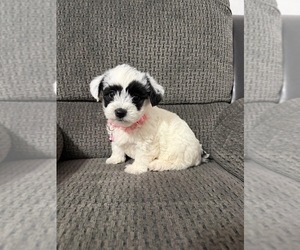 YorkiePoo Puppy for sale in JEFFERSONVILLE, IN, USA