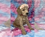 Small #15 Poodle (Standard)