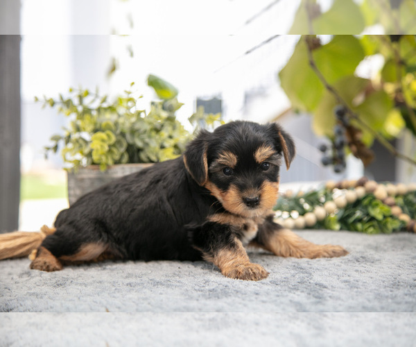 Medium Photo #3 Shorkie Tzu Puppy For Sale in KIRKWOOD, PA, USA