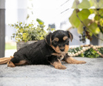 Small #2 Shorkie Tzu