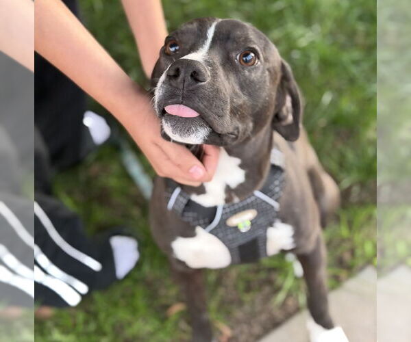 Medium Photo #5 Labrador Retriever-Unknown Mix Puppy For Sale in Oceanside, CA, USA