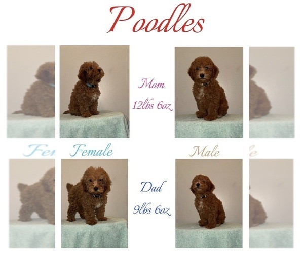 Medium Photo #1 Poodle (Toy) Puppy For Sale in DUBUQUE, IA, USA