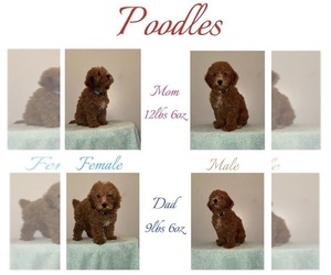 Poodle (Toy) Puppy for sale in DUBUQUE, IA, USA