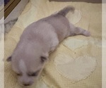 Small Photo #29 Pomsky Puppy For Sale in LOVELAND, CO, USA