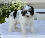Small #8 Cavapoo