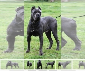 Father of the Cane Corso puppies born on 12/29/2024