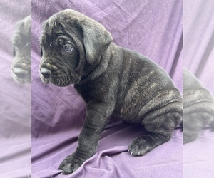 Daniff Puppy for Sale in BINGHAMTON, New York USA