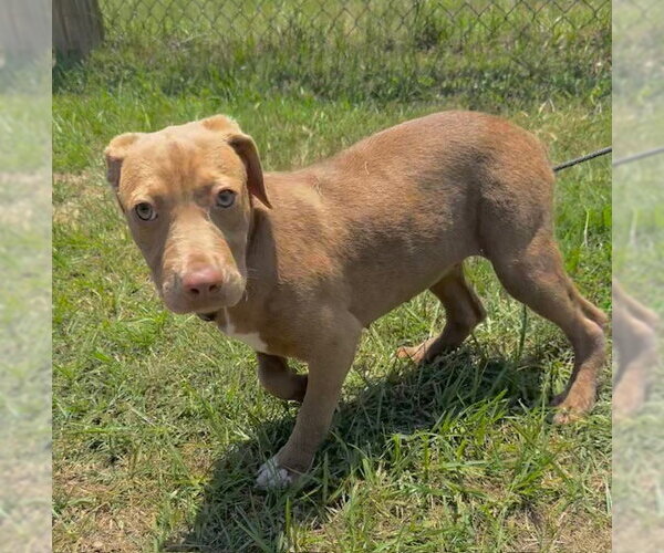 Medium Photo #4 Bulldog-Labrador Retriever Mix Puppy For Sale in Tarrytown, GA, USA