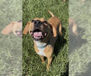 Chihuahua-Unknown Mix Dogs for adoption in Rosenberg, TX, USA