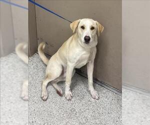 Labrador Retriever Dogs for adoption in Conroe, TX, USA