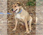 Small Photo #4 Mutt Puppy For Sale in Lake Wylie, SC, USA