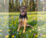 Small Poodle (Standard) Mix